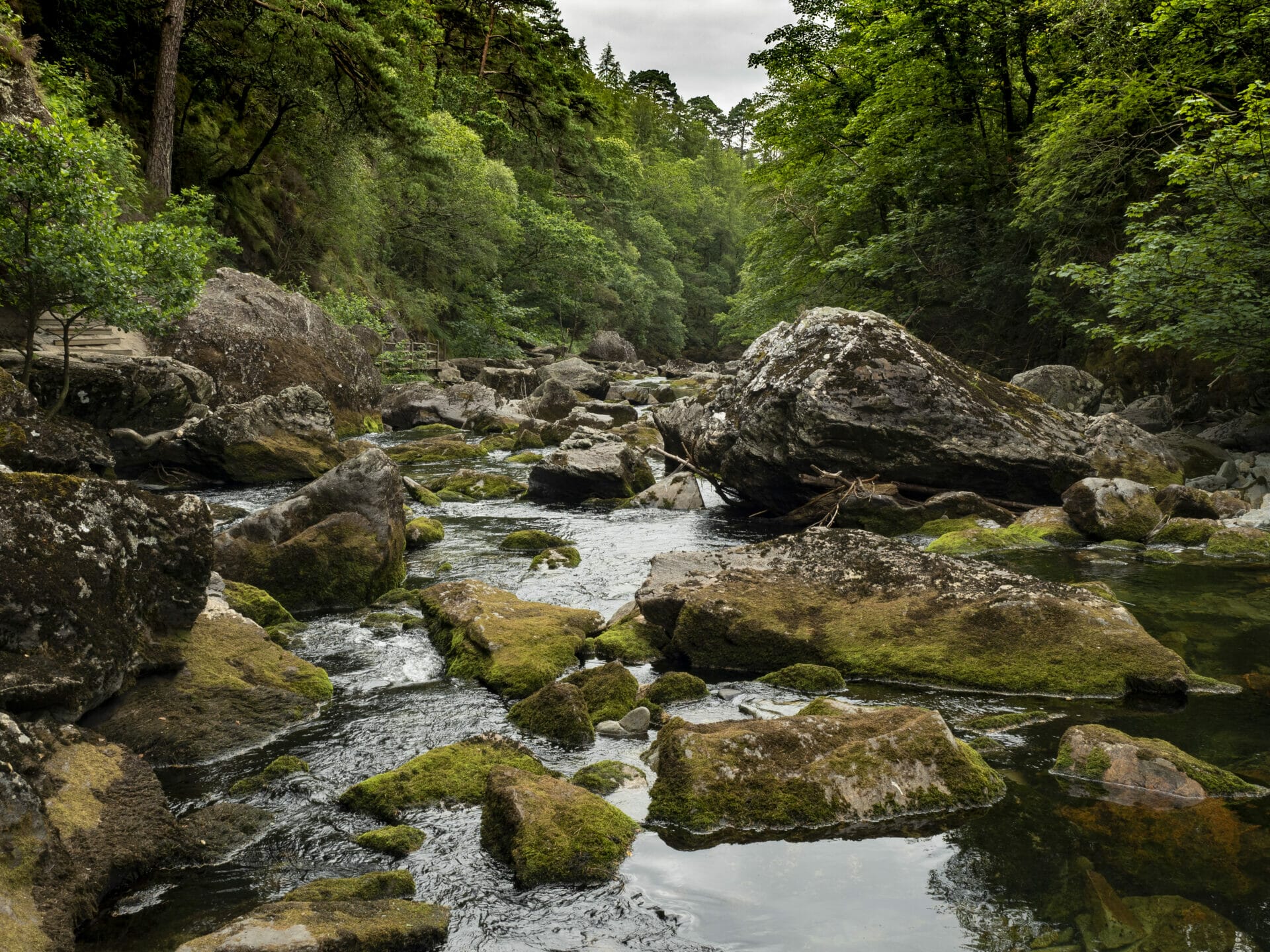 Photo of Green Trees alongside the Glaslyn river in Beddgelert, Snowdonia National Ark, North Wales. Taken by Eifion Williams on a Waling With Helen Iles Photo Walk for Welshot Imaging Photographic Academy