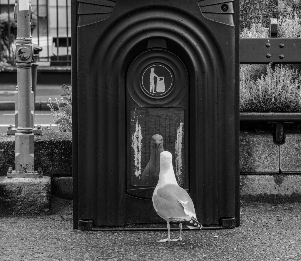 Black and White Photo of Seagull looking at itself in the morrow of a rubbish bin on the Llandudno Prom in North Wales