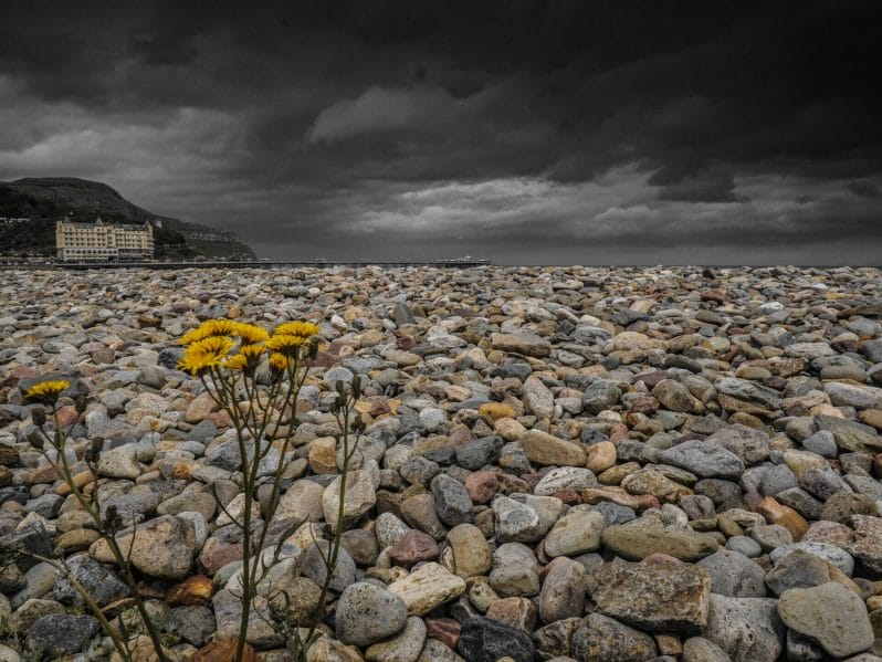 Dramatic photo taken from a ow viewpoint on the Llandudno Prom,  Wildflower growing through the rocks with a dark sky with the Grand Hotel in the distance.