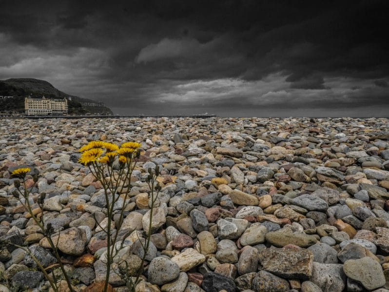 Dramatic photo taken from a ow viewpoint on the Llandudno Prom, Wildflower growing through the rocks with a dark sky with the Grand Hotel in the distance.