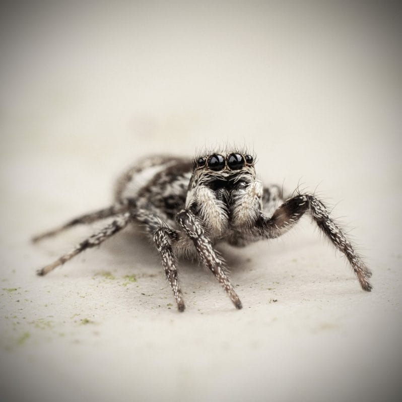 Macro / Close-Up Photograph of a garden spider