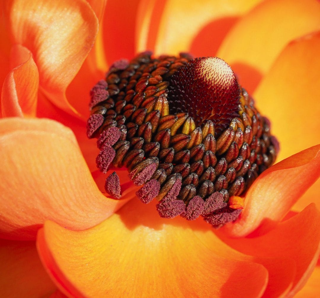 Close-Up photo of an orange flower