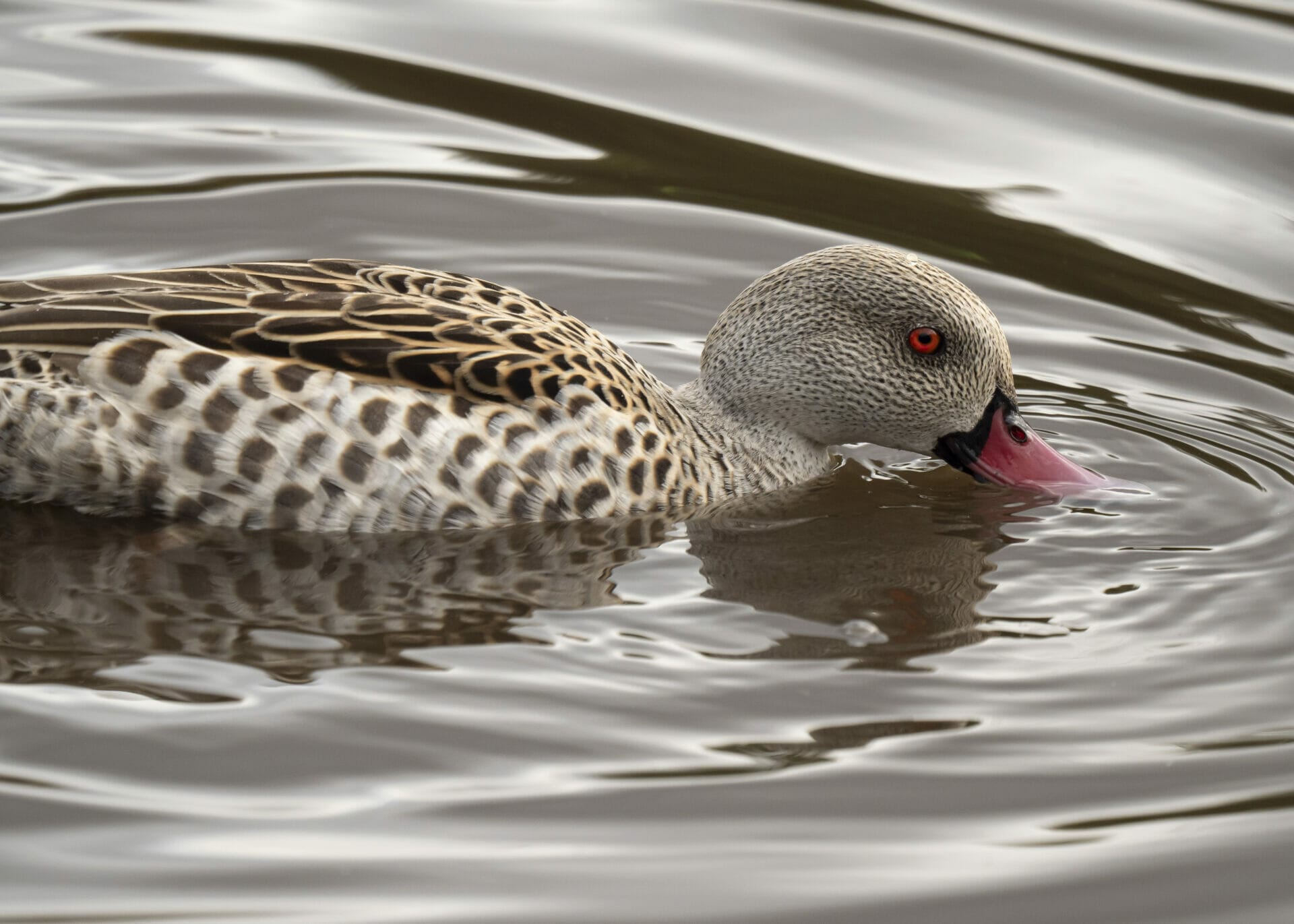 Wildlife Photography at Martin Mere WWT - Photo of a Wildfowl / Duck taken at a Welshot Photographic Academy Mini Module
