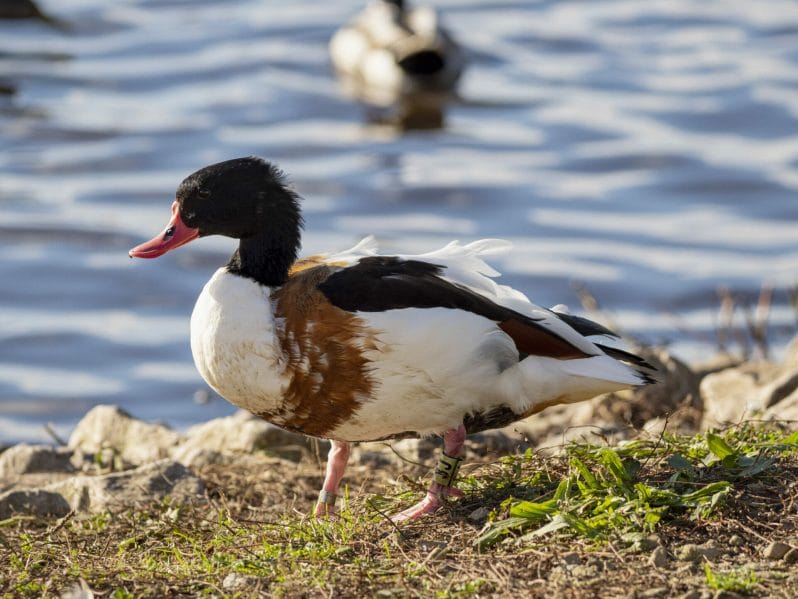 Wildlife Photography at Martin Mere WWT - Photo of a duck at the Wildlife and Wildfowl Trust