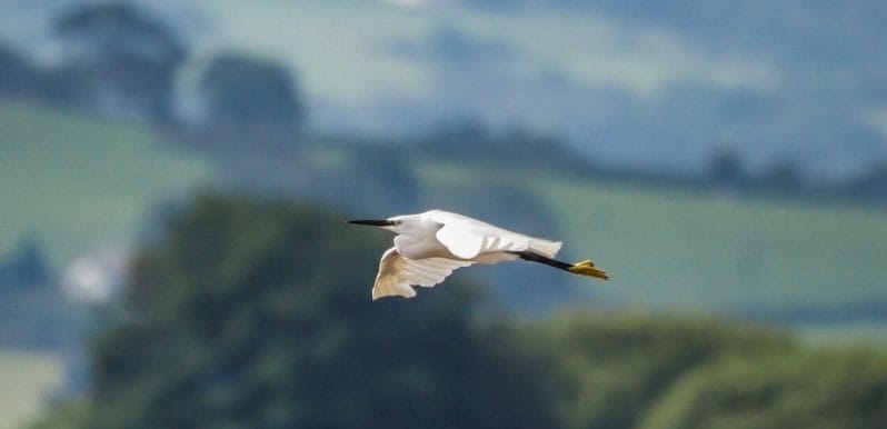 Winter Nature Ramble - Photography at RSPB Conwy - Photo taken from the RSPB Nature Reserve in Conwy of a Bird in flight