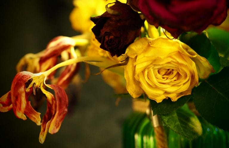 Still-Life & Floral Photography - Welshot Creative Hub - Cropped in photo of yellow and red roses and dying tulips. 