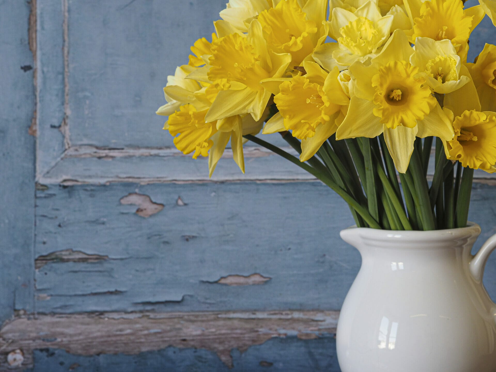 Still-Life & Floral Photography - Welshot Creative Hub - Photo of daffodils in a white jug in front of a blue background that looks like part of an old door