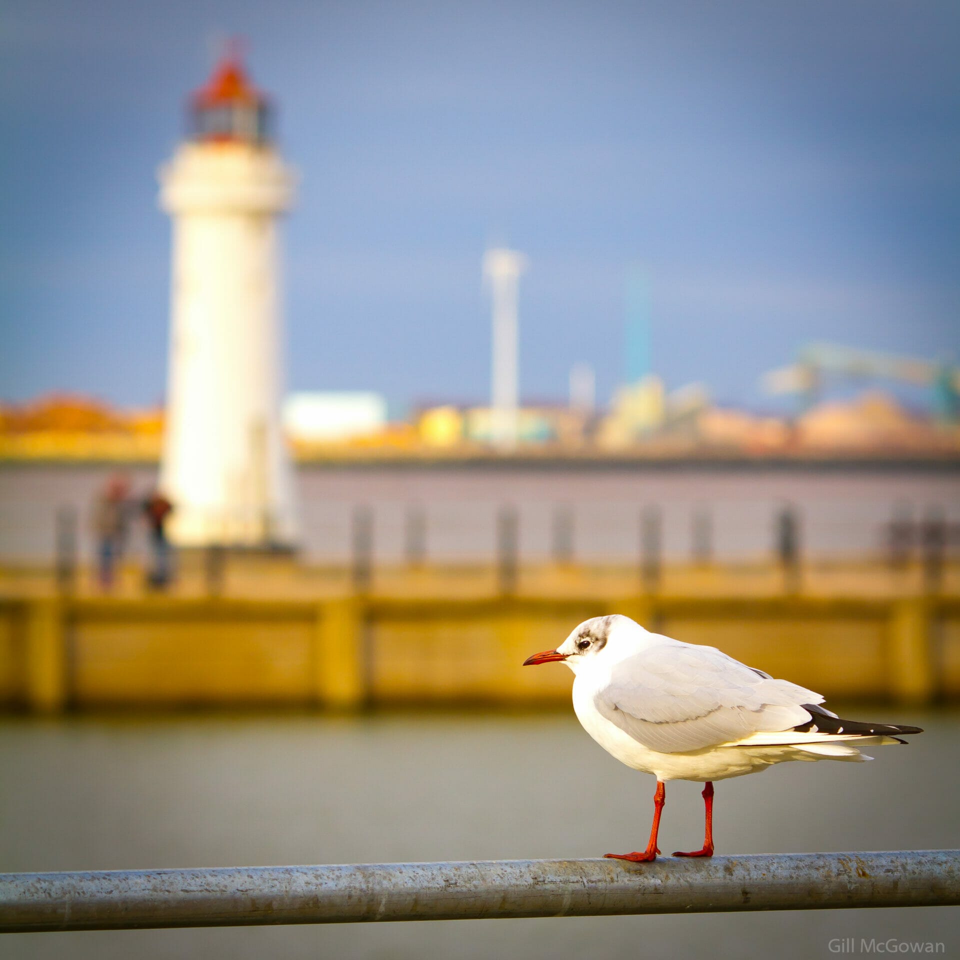 WRD - 5th February 2022 - Lighthouses, Skylines, Photography and Fish n Chips - New Brighton #3