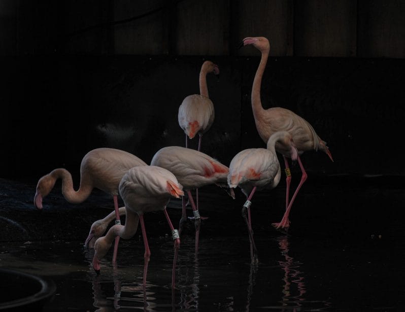 Photo of a flock of pink Flamingos taken at the Wildlife & Bird Photography Workshop at Martin Mere WWT – Spring Mini Module with Masterclass with Welshot Photographic Academy