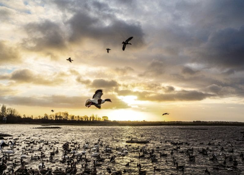 Photo of a flock of birds flying taken at the Wildlife & Bird Photography Workshop at Martin Mere WWT – Spring Mini Module with Masterclass with Welshot Photographic Academy