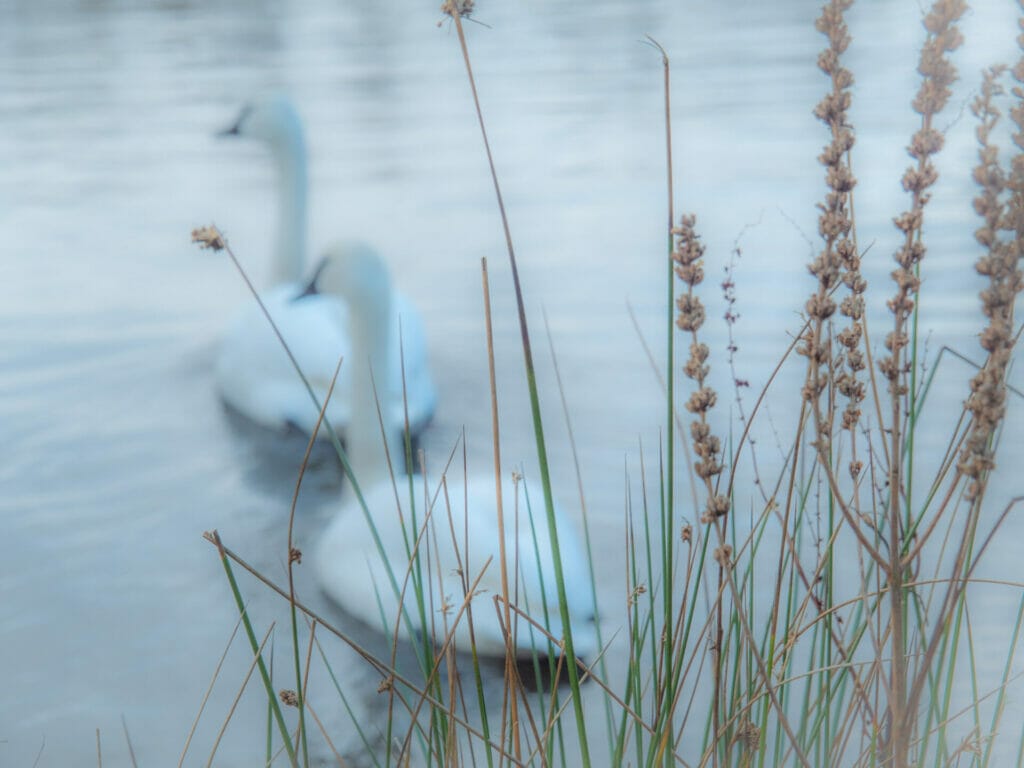 Photo of two swans swimming in the reeds taken at the Wildlife & Bird Photography Workshop at Martin Mere WWT – Spring Mini Module with Masterclass with Welshot Photographic Academy