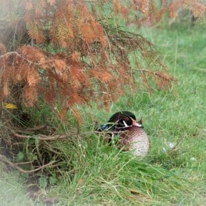 Wildlife Photography at Martin Mere WWT