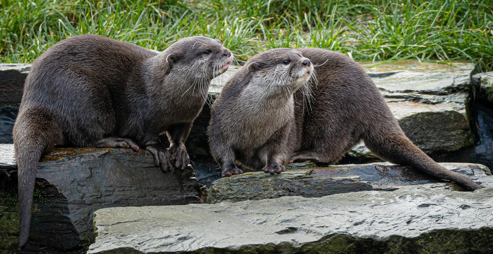 Photo of two otters playing at the Martin Mere WWT in Burscough Ormskirk England