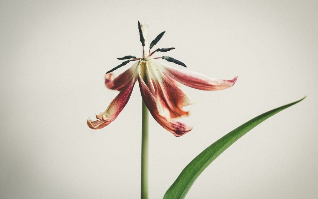Fine Art Floral Photography And Editing Techniques – Welshot Creative Hub