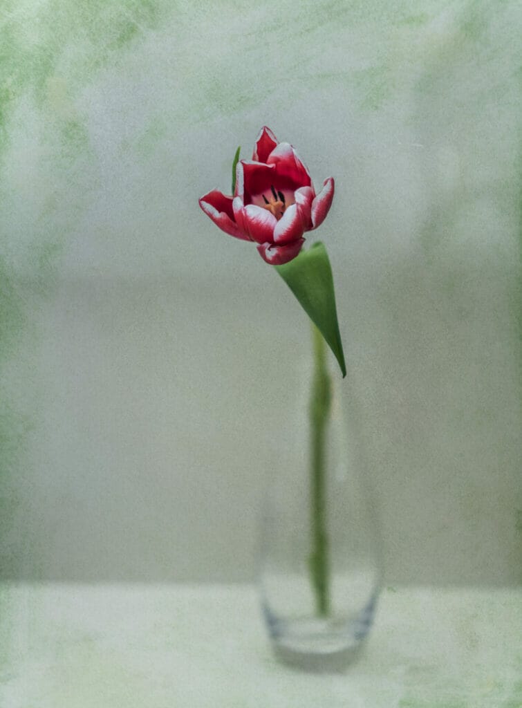 Photo of a still-life photograph showing a dying tulip in a glass bottle on a textured background - taken at the Welshot Fine Art Floral Photography & Editing Techniques photographic workshop