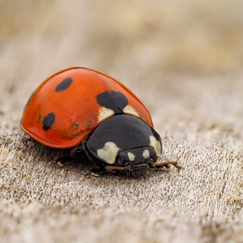 Macro Photography - Photo of a ladybird