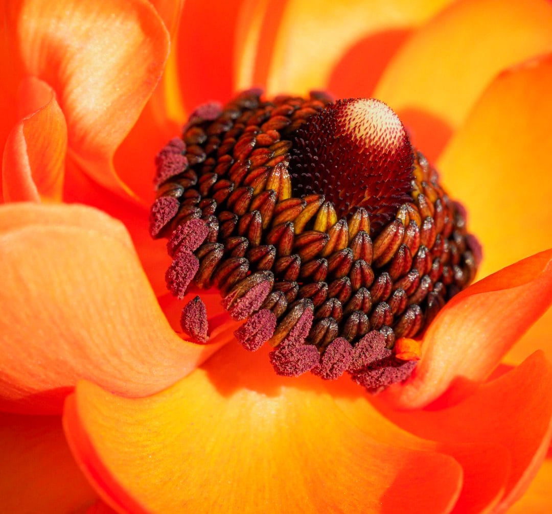 Macro Photography - Close up photo of the inside of an orange flower