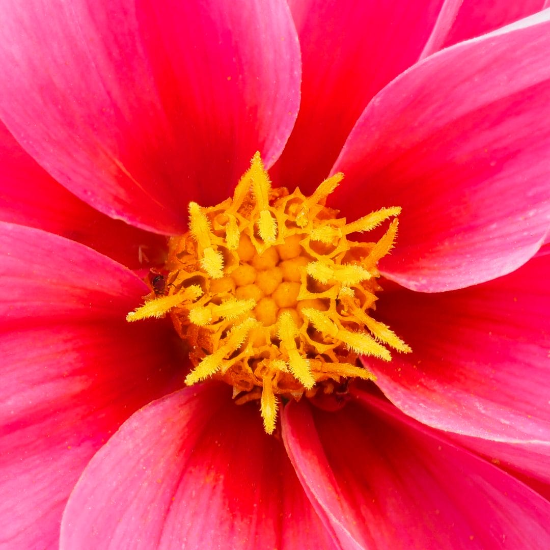 Macro Photography - Photo of a red flower with a yellow center
